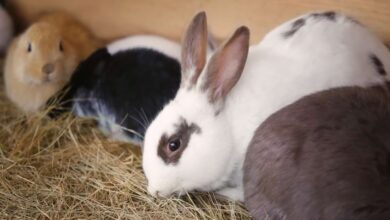 Best Places to Adopt a Pet Rabbit
