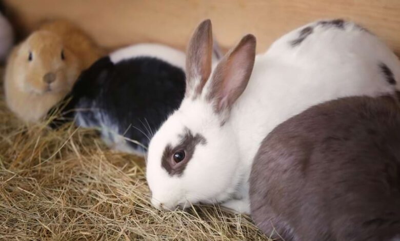 Best Places to Adopt a Pet Rabbit Best Places to Adopt a Pet Rabbit