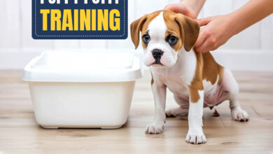 All You Need to Know About Puppy Potty Training