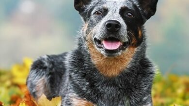 Herding Dog Breeds: Livestock vs. Companion Breeds