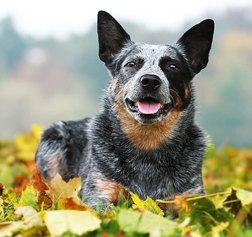 Herding Dog Breeds: Livestock vs. Companion Breeds