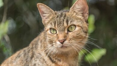 How Long Do Feral Cats Live? Average & Maximum Lifespans