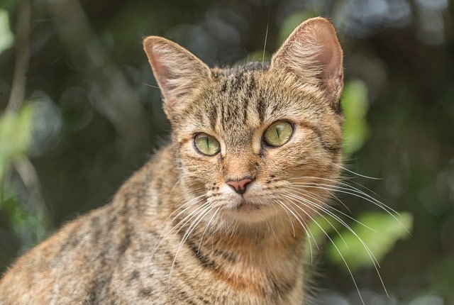 How Long Do Feral Cats Live? Average & Maximum Lifespans How Long Do Feral Cats Live? Average & Maximum Lifespans