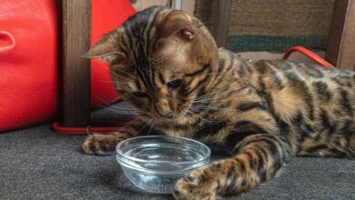 Why Do Cats Hate Water? 4 Reasons for This Behavior