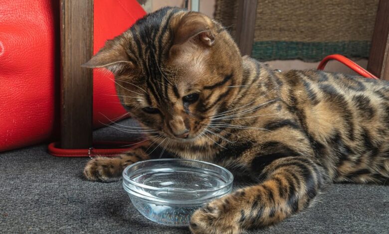 Why Do Cats Hate Water? 4 Reasons for This Behavior