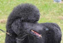 Poodle Health Issues: 5 Typical Concerns to Look Out For