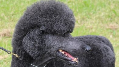 Poodle Health Issues: 5 Typical Concerns to Look Out For