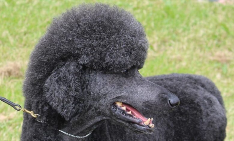 Poodle Health Issues: 5 Typical Concerns to Look Out For Poodle Health Issues: 5 Typical Concerns to Look Out For