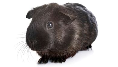 What Color Is My Guinea Pig? A Guide to Coat Colors and Patterns