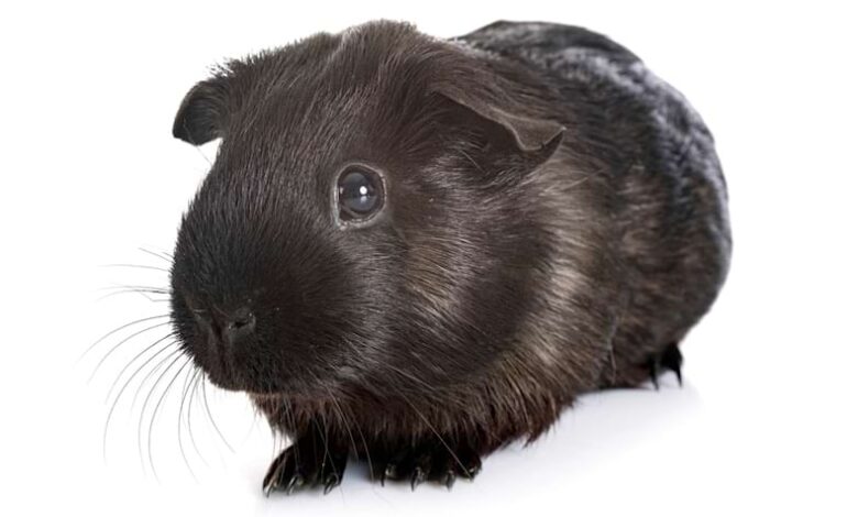 What Color Is My Guinea Pig? A Guide to Coat Colors and Patterns What Color Is My Guinea Pig? A Guide to Coat Colors and Patterns
