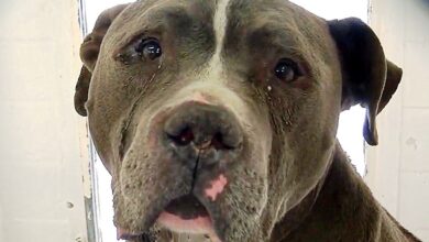Pit Bull Dumped by Family Cries in Kennel Until One Woman Changes His Life