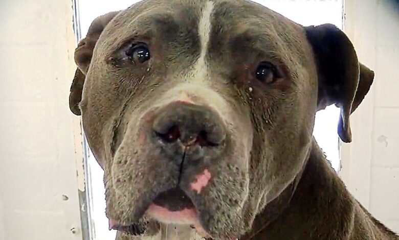 Pit Bull Dumped by Family Cries in Kennel Until One Woman Changes His Life Pit Bull Dumped by Family Cries in Kennel Until One Woman Changes His Life