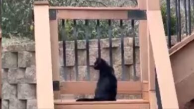 Brave Cat Defends Family Dog by Fighting Off Two Coyotes