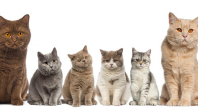 British Shorthair Cat Breed Guide