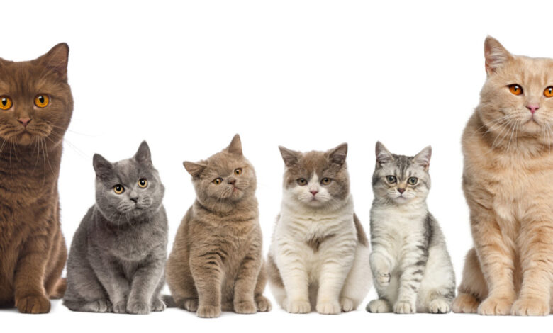 British Shorthair Cat Breed Guide