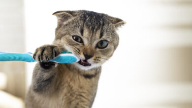 A Simple Guide to Keep Your Cat’s Teeth Healthy