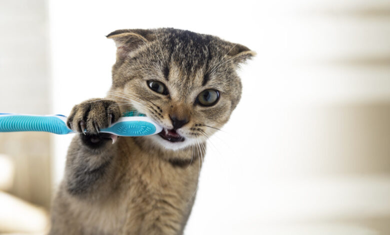 A Simple Guide to Keep Your Cat’s Teeth Healthy
