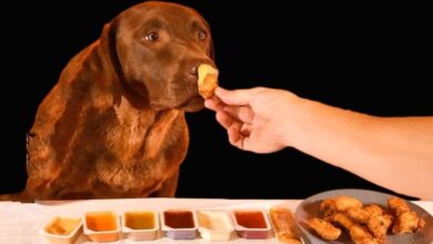 Can dogs eat chick fil nuggets?