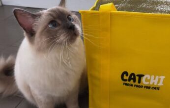 CatChi Cat Food Review
