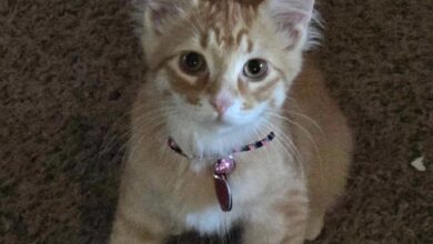 She Heard Cries Coming From a Dumpster. What She Found Changed Her Life Forever