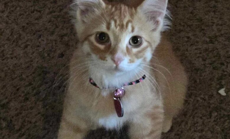 She Heard Cries Coming From a Dumpster. What She Found Changed Her Life Forever She Heard Cries Coming From a Dumpster. What She Found Changed Her Life Forever