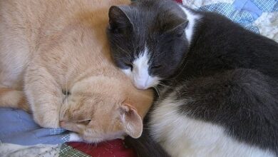 Why do cats bite each other’s necks?