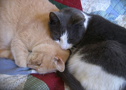 Why do cats bite each other’s necks? Why do cats bite each other’s necks?