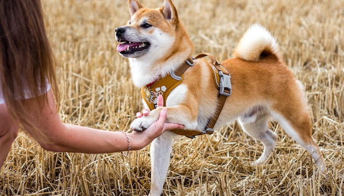 Pet Guardians: Is Your Pet Protected? Pet Guardians: Is Your Pet Protected?