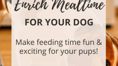 Mealtime Enrichment for Your Dog