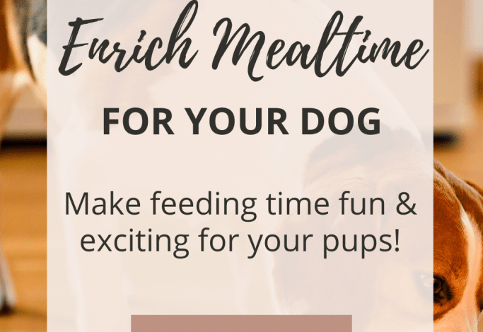 Mealtime Enrichment for Your Dog
