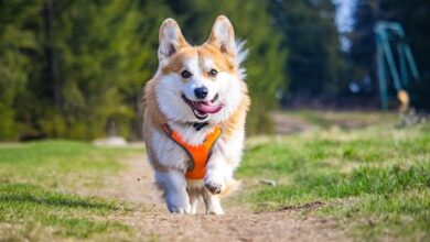 How fast can a corgi run?