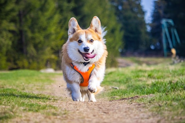 How fast can a corgi run? How fast can a corgi run?
