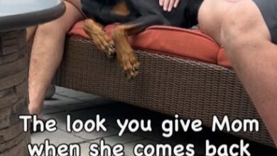 Doberman Gives Owner Cold Shoulder After Spending Just One Night With Grandma