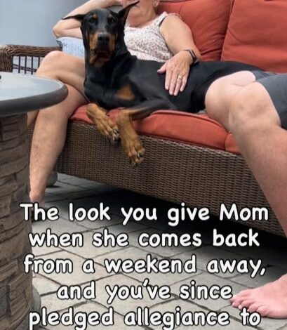 Doberman Gives Owner Cold Shoulder After Spending Just One Night With Grandma Doberman Gives Owner Cold Shoulder After Spending Just One Night With Grandma