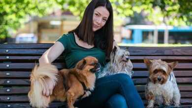 How Much Do Dog Walkers Make? 2024 Salary Guide