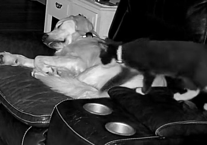 Kitten Rescued From Car Engine Caught On Camera “Snuggling” With New Best Friend Kitten Rescued From Car Engine Caught On Camera “Snuggling” With New Best Friend
