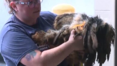 Animal Cruelty Task Force Saves 224 Animals From Severe Hoarding Situation