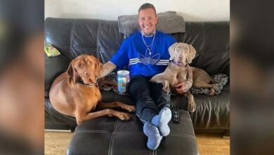 Dog Owner Faces ,000 Vet Bill, Refuses to Give Up and Raises Funds to Save Her Life