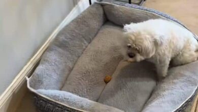 Dog’s Treat Tactics Go Viral After Brothers Leave for Groomers