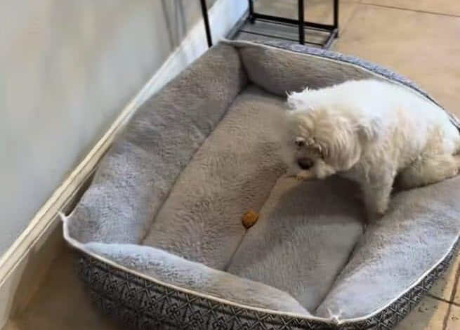 Dog’s Treat Tactics Go Viral After Brothers Leave for Groomers Dog’s Treat Tactics Go Viral After Brothers Leave for Groomers