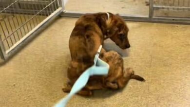 Terrified Shelter Puppy Learns to Trust Thanks to Volunteer’s Gentle Patience