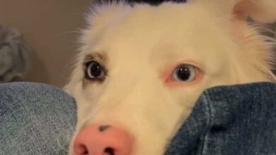 Deaf Dog’s Perfectly Timed Reaction to Snack Accusation Has Millions Laughing