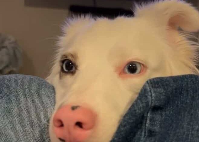 Deaf Dog’s Perfectly Timed Reaction to Snack Accusation Has Millions Laughing Deaf Dog’s Perfectly Timed Reaction to Snack Accusation Has Millions Laughing