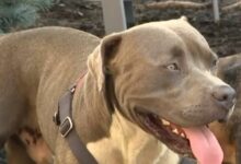 Brave Dog Leads Stranger to Two Unconscious People at Local Encampment