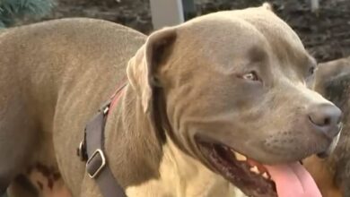 Brave Dog Leads Stranger to Two Unconscious People at Local Encampment