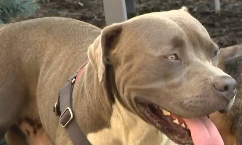Brave Dog Leads Stranger to Two Unconscious People at Local Encampment Brave Dog Leads Stranger to Two Unconscious People at Local Encampment