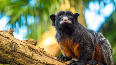 The Best Exotic Pet Veterinarians Near You in Major US Cities