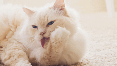 Effective Cat Training Strategies – Rabbitgoo