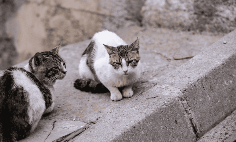 Feral Cats: The Significance of Rubbing and Scratching Behavior – 2 Paws Up Inc. Feral Cats: The Significance of Rubbing and Scratching Behavior – 2 Paws Up Inc.