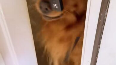 Golden Retriever ‘Retrieves’ Owner in Viral Welcome Home Video
